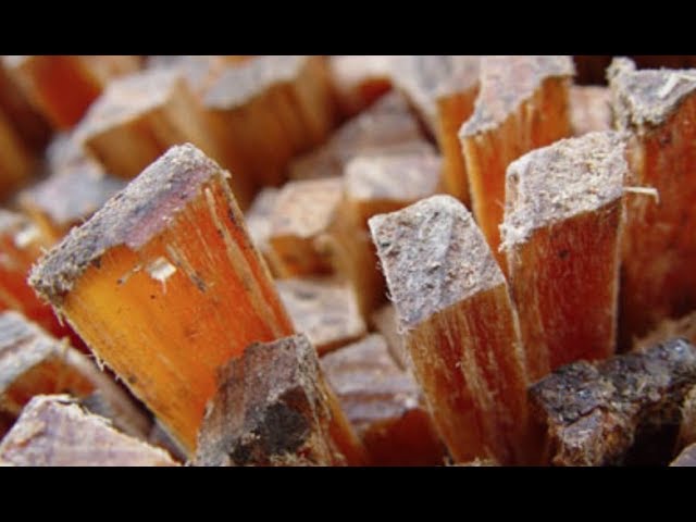 Fatwood For Beginners Survival Browsing