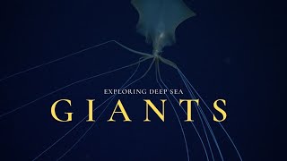 Deep Sea Gigantism | Why the Ocean Breeds Giants