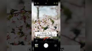 【プロ顔まけ】iPhoneカメラ最強説… #iphone #iphonetricks #iphonephotography #sakura