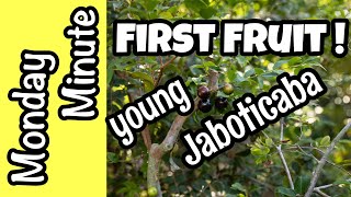 Monday Minute- First Fruit from a young Jaboticaba!