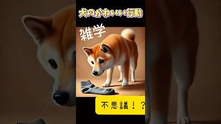 犬のかわいい行動雑学　#shorts#犬#わんちゃん#dog#ペット#雑学#bgm#ai