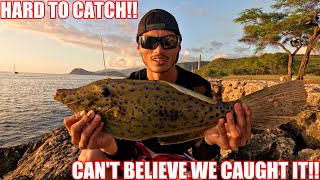 WE CAUGHT A SUPER RARE FISH FISHING IN HAWAII| WHIPPING HAWAII| HAWAIIAN BROOMFISH (BROOM FILEFISH)|