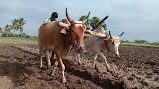 Bullock / Young Bullock Training Performance / Plowing Videos /