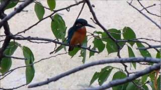 カワセミの鳴き声 in 夙川