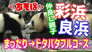 仲良し親子彩浜🐼🌈良浜🐼🌹ゴロゴロまったり♪からドタバタガブリ❕までフルコース♪ジャイアントパンダ アドベンチャーワールド ぱんだふる動画 AnimalVideo  Giantpanda