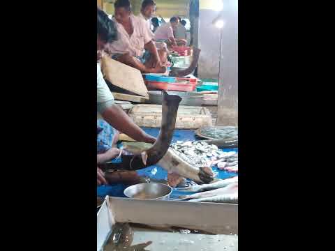 Big Bagar Fish Cutting Fishcutting Shorts Youtube Big Bagar Fish Cutting Fishcutting Shorts Youtube