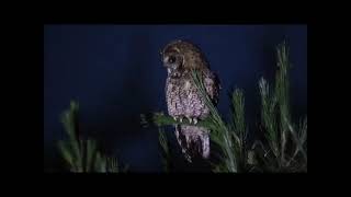 Il mondo degli uccelli: Himalayan Owl (Strix nivicolum), il Gufo dell'Himalaya.