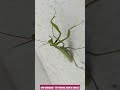 how unusually the praying mantis dances funny animals mantis serangga predator 🕷️