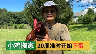 Chickens start laying eggs on time at 20 weeks | 小鸡搬家，20周准时开始下蛋，柴鸡蛋自由的日子开始了