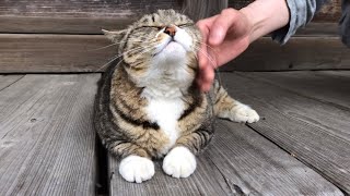 てんてんv3.だるだるニャルソックは欠かさず行う日課がありました#もふもふ猫 #招き猫#重要任務部隊#パトロール #キジトラのてんてん#山形県鶴岡市 #猫