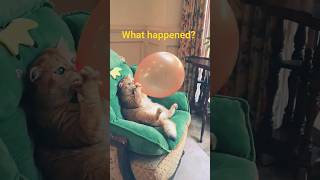 Cat +Balloon|Boom,Scared me! #exlittlebeans #funny_cats #cat #shorts#youtube#youtubeshorts