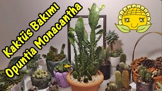 Opuntia Monacantha Kaktüs Bakımı (Opuntia Monacantha Cactus Care)