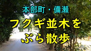 【沖縄ぶら散歩】本部町備瀬【フクギ並木】をブラ散歩～海洋博公園のすぐ隣、美しい海沿い集落の動画～沖縄観光に最適～【街歩き沖縄】