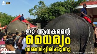 ആനകരന്റെ ധൈര്യം സമ്മതിച്ചിരിക്കുന്നു I Karimannoor Unni Elephant #trending #aana