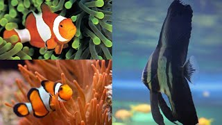 Clown Fish | Bat fish | taraporewala aquarium (Matsyalaya) mumbai