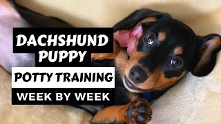 Dachshund Potty Training Timeline: How Often to Go Outside from 10 Weeks to 6 Months - Part 4/7