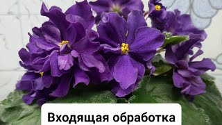 Купили новые сорта фиалочек. Что нужно сделать?