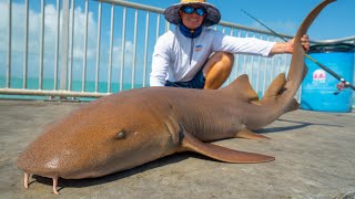Nurse SHARK! Catch Clean Cook (FL Keys Bridge Fishing)