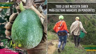 Todo lo que Necesita Saber para Cultivar Aguacate en Pendientes - TvAgro por Juan Gonzalo Angel