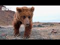 Rare sighting of the world's loneliest bear | Asia - BBC