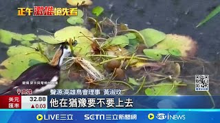 鳥爸搏強颱! 美濃棲地淹水 公水雉風雨中護蛋 │記者 朱怡蓉 胡時瑛│【新聞一把抓】20240731│三立新聞台