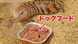 アオジタトカゲはドッグフードを食べます。