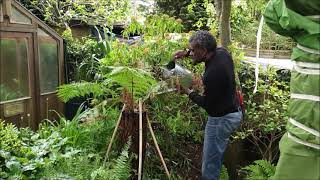 Different Ways To Plant A Tree Fern