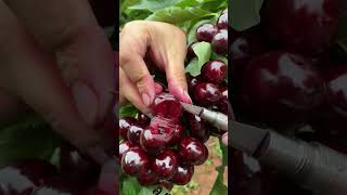 Agricultural Harvest - Picking Cherries from Trees #fruit