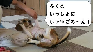 ごろ～んとローリングのおしえかた 【おてんばビーグルふくちゃん】 その127