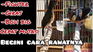 CARA RAWAT TROTOL USIA 1 BULAN