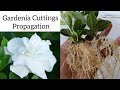 How to grow gardenia plant from cuttings , Gardenia propagation