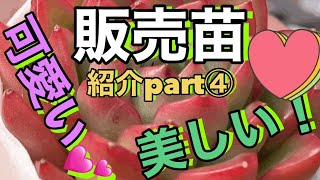 【多肉植物】【ガーデニング】販売苗🌱紹介part④     多肉大好き！なりちゃんパパ　多肉奮闘記その306