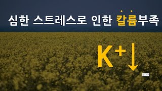 극심한 스트레스로 인한 칼륨부족