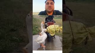 आदमी कितना निर्दयी है #shortvideo #funny #shortvideo #short #shorts