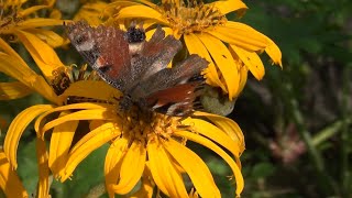 Alpinarium w Rogowskim arboretum latem - sierpień 2014 - HD