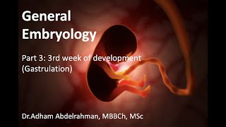 General Embryology part III: 3rd week of development (Gastrulation)