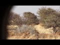 flocks of sandgrouse at waterhole