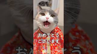 猫からの新年の挨拶です　#猫 #cat  #ブリショ #アメショ #ごあいさつ #shorts