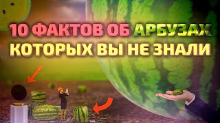 10 интересных фактов об арбузах: всемирный день арбуза, самый большой в мире арбуз, квадратный арбуз