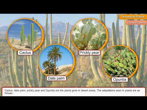 What are the 5 terrestrial plants?