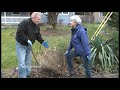 dividing perennials in the ground