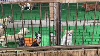 わんわん動物園 小型犬たち