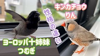 ことりたちの性格の違い