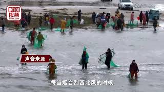 6℃！烟台市民顶着寒风下海捞海肠：天再冷也挡不住赶海的热情~