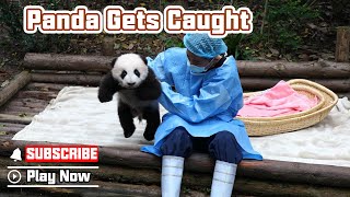 Panda’s Escape Plan Fails | iPanda