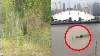 8 Mythical Creatures Caught On Camera