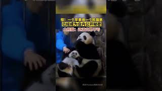 惊！一个苹果换一个熊猫崽已经成为业内公开秘密！大熊猫：这波交易不亏！