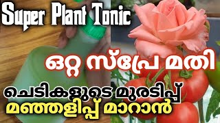 How to make natural Fertilizer for all Plants..organic fertilizer orange peels l increase flowering