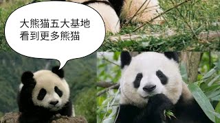 大熊猫五大基地攻略，更快看到更多熊猫Five giant panda breeding bases will help you see more pandas faster!