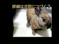 うさぎの鳴き声🐰くぅ♀ shorts